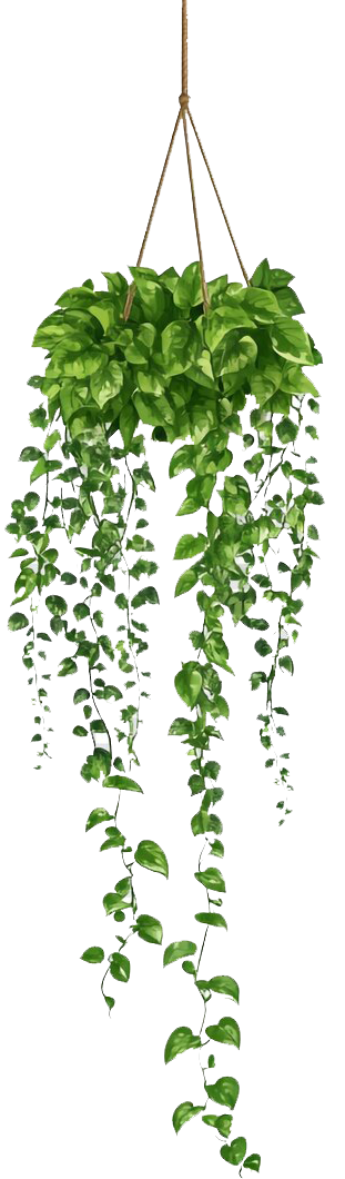 Hanging Plant
