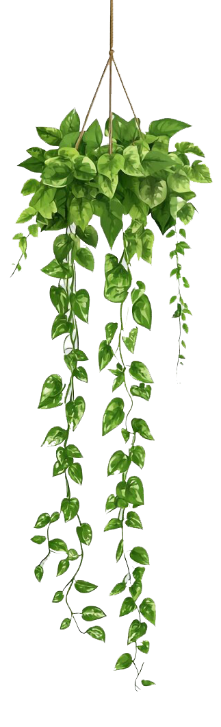 Hanging Plant