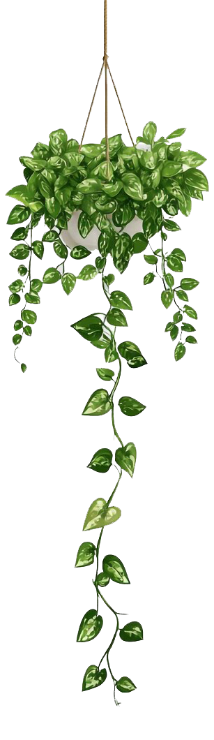 Hanging Plant