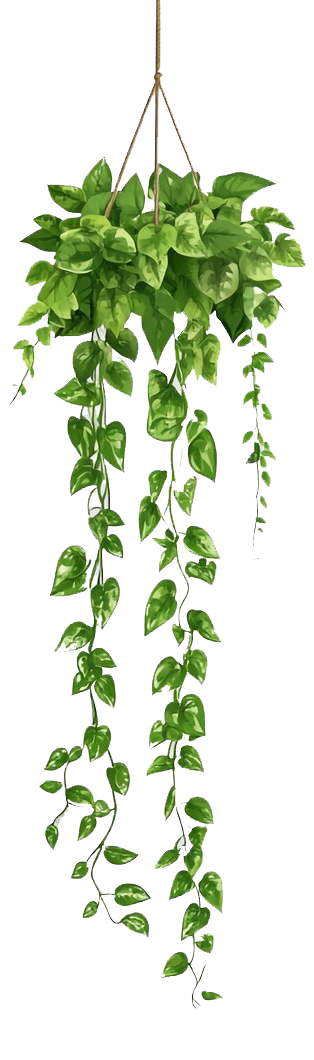 Hanging Plant
