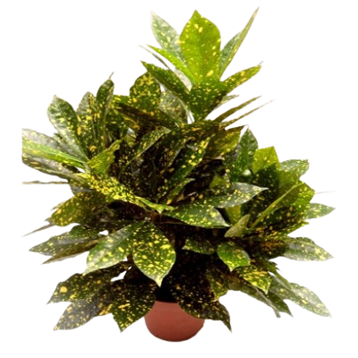 Croton Acubufolia
