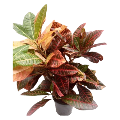 Croton Petra