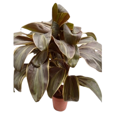 Cordyline Chocale Queen