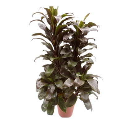 Cordyline Green Compacta