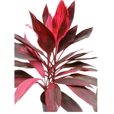 Cordyline Mahathma