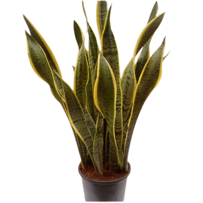 Sanseveria Trifaciata Laurentii 