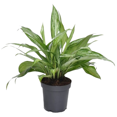 Agloanema Silverqueen