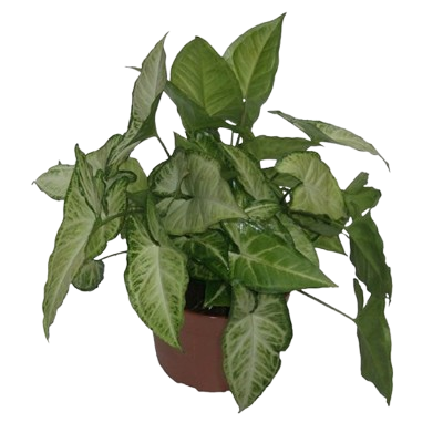 Syngonieum White Butterfly