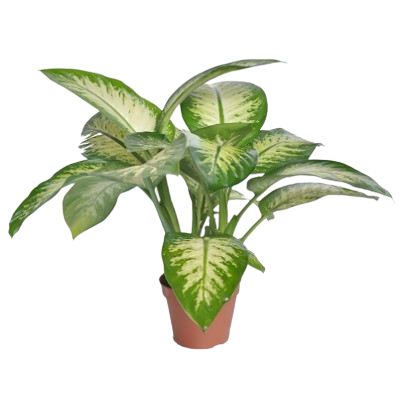 Difenbachia Tropicsnow