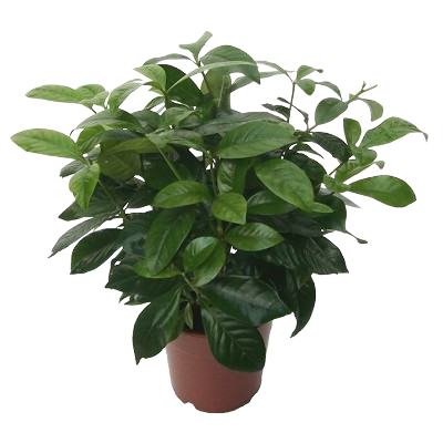 Gardenia Jusminoides