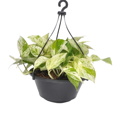 Scindapsus Marble Queen