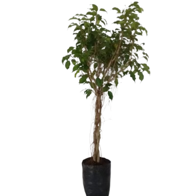 Ficus Benjamina Twisted Plants