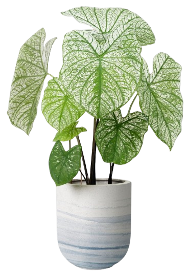 Ornamental Pot Plants