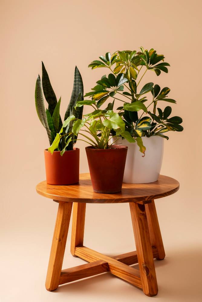 Ornamental Pot Plants