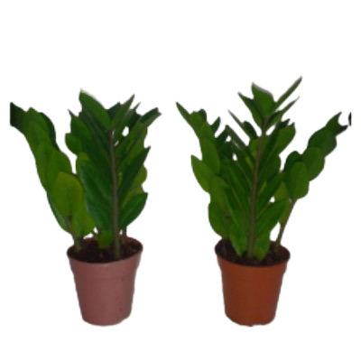 Zamioculcus Zamifolia