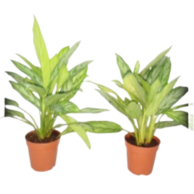 Agloanema Silverqueen