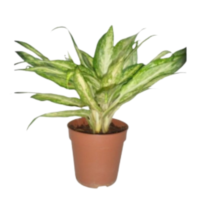 Agloanema Pseudobactratum