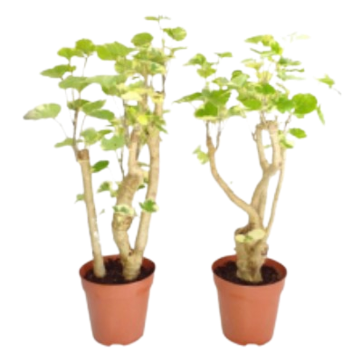 Polysias Balforiana Marginata Bushes