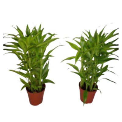 Draceana Sanderiana Gold