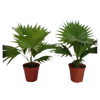 Livistonia Rotundifolia