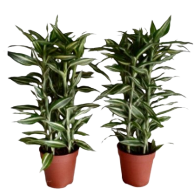 Draceana Sanderiana Victory