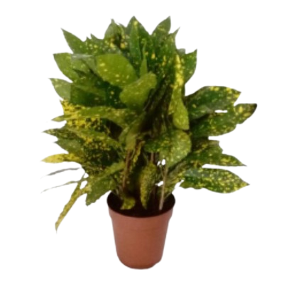 Coadium Variegatum Acubufolia