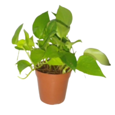 Psindapsus Aurues Lime