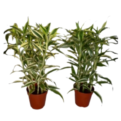 Draceana Sanderiana White