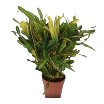 Coadium Variegatum Banana