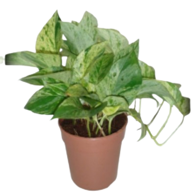 Psindapsus Aurues Marblequeen