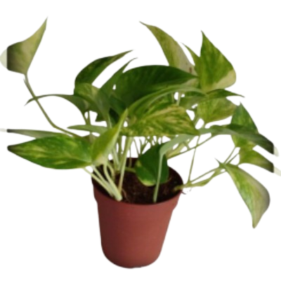 Psindapsus Aurues Pothos