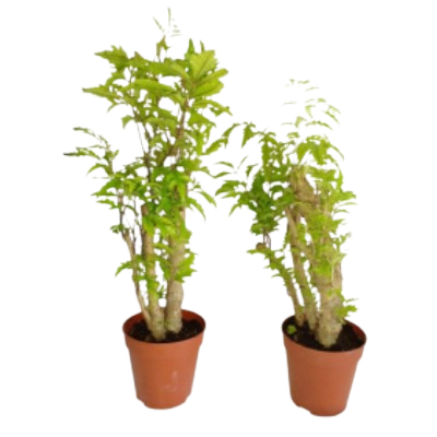 Polysias Fillicyfolia