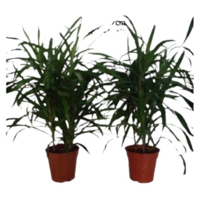 Song of Angustifolla