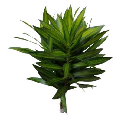 Pleomele Reflexa Song of Jameica