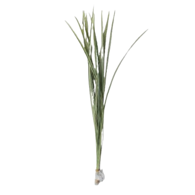 Miscanthus Sinensis White