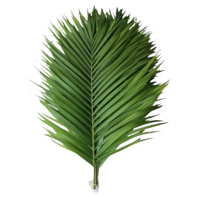 Chrysalidcarpus Lutescens Ivs Cane Palm