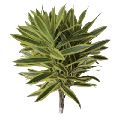 Pleomele Reflexa Song of India