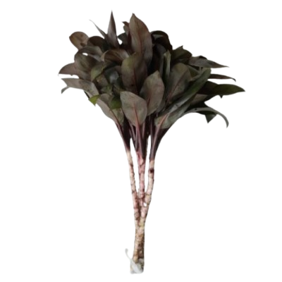 Cordyline Purple Compacta