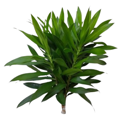 Pleomele Reflexa Song of Hawai/Green