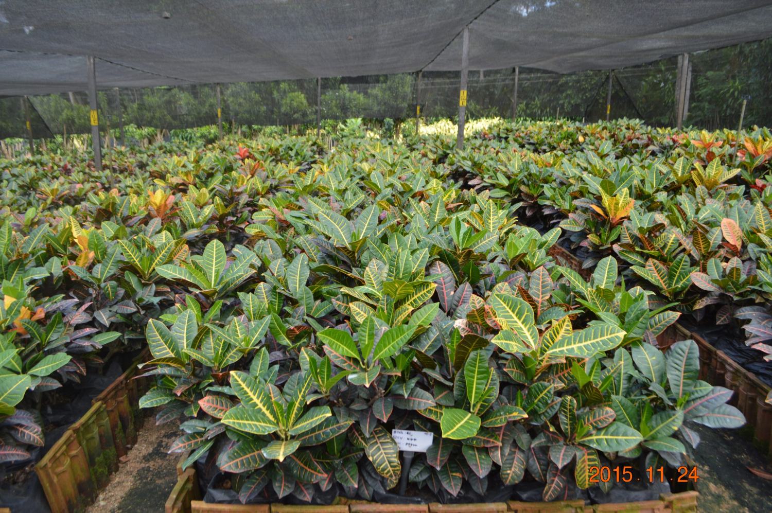 Export Market Banner