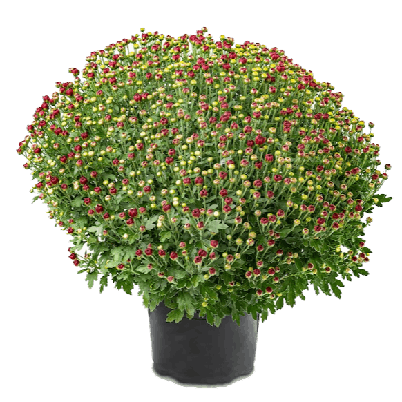 Landscape Design Gardening & Maintenance