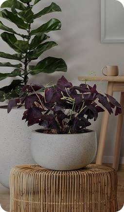 Landscape Design Gardening & Maintenance