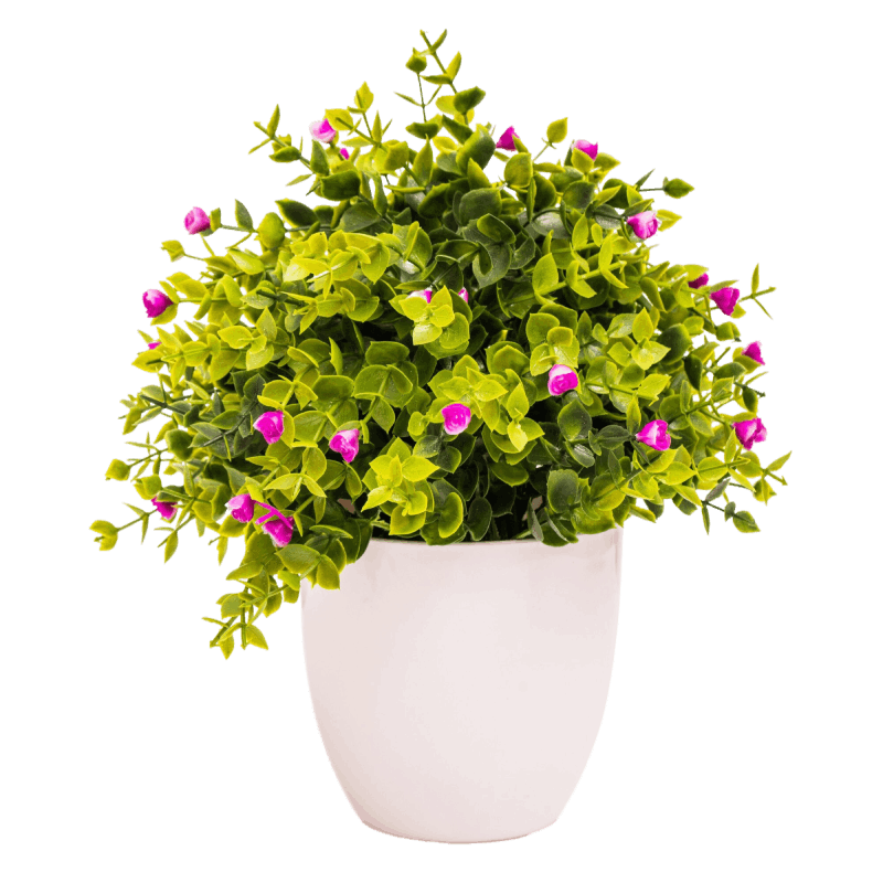 Cut Flowers and Decorative Foliage