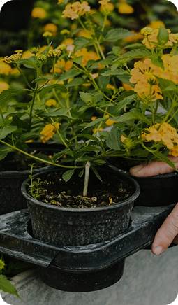 Cut Flowers and Decorative Foliage