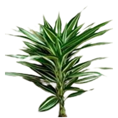 Dracaena Sanderiana Victory