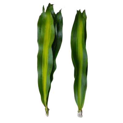 Dracaena Messengeana