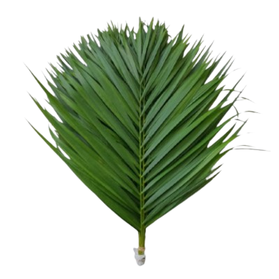 Chrysalido Carpus Lutcensis