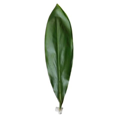 Cordyline Green Leaves