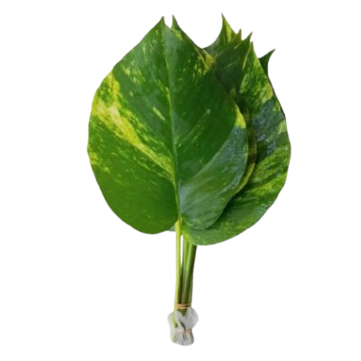 Scindapsus Aurues Lvs Pothos